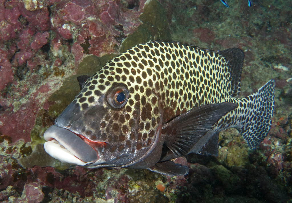 Plectorhinchinae