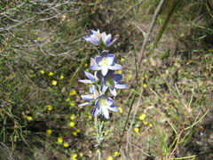 Thelymitra grandiflora