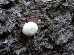Amaropostia stiptica