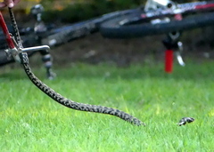 Hemachatus haemachatus