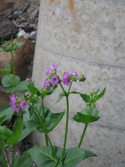 Mirabilis nyctaginea