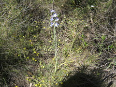 Thelymitra grandiflora