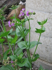 Mirabilis nyctaginea