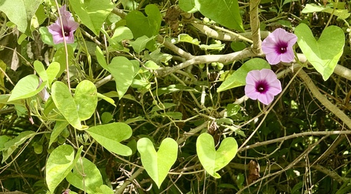 Ipomoea littoralis observed 2025-12-26