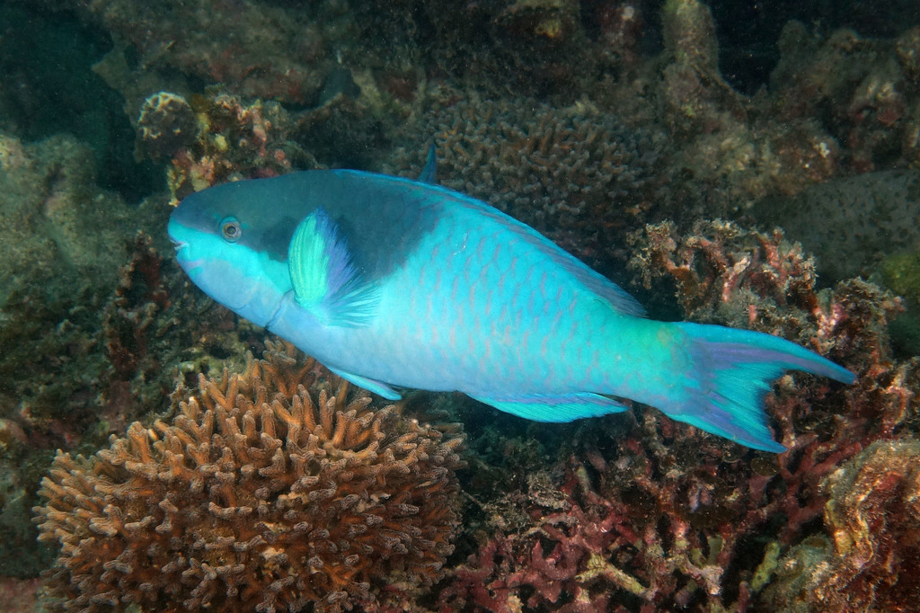 Egghead Parrotfish