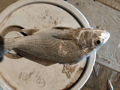 Shortnose stardrum (Stellifer chrysoleuca) — Sciaenidae — 3