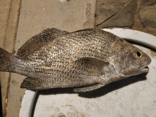 Shortnose stardrum (Stellifer chrysoleuca) — Sciaenidae — 2