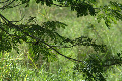 Sporophila morelleti