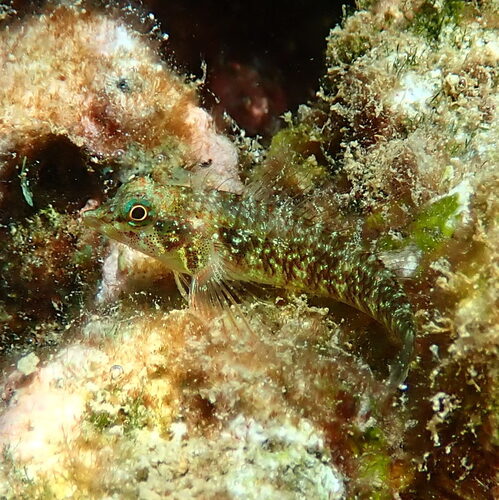 Enneapterygius niger observed 2025-12-27