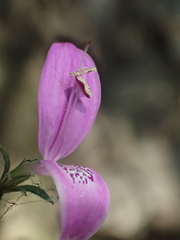 Hypoestes cumingiana