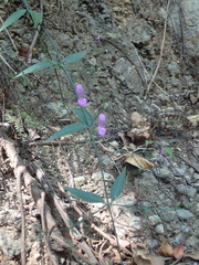 Hypoestes cumingiana
