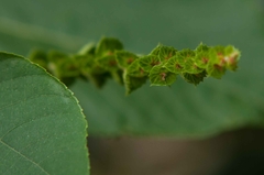 Acalypha macrostachya