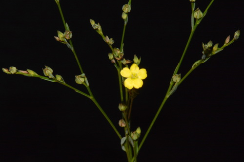 Texas stiff yellow flax (Linum medium)