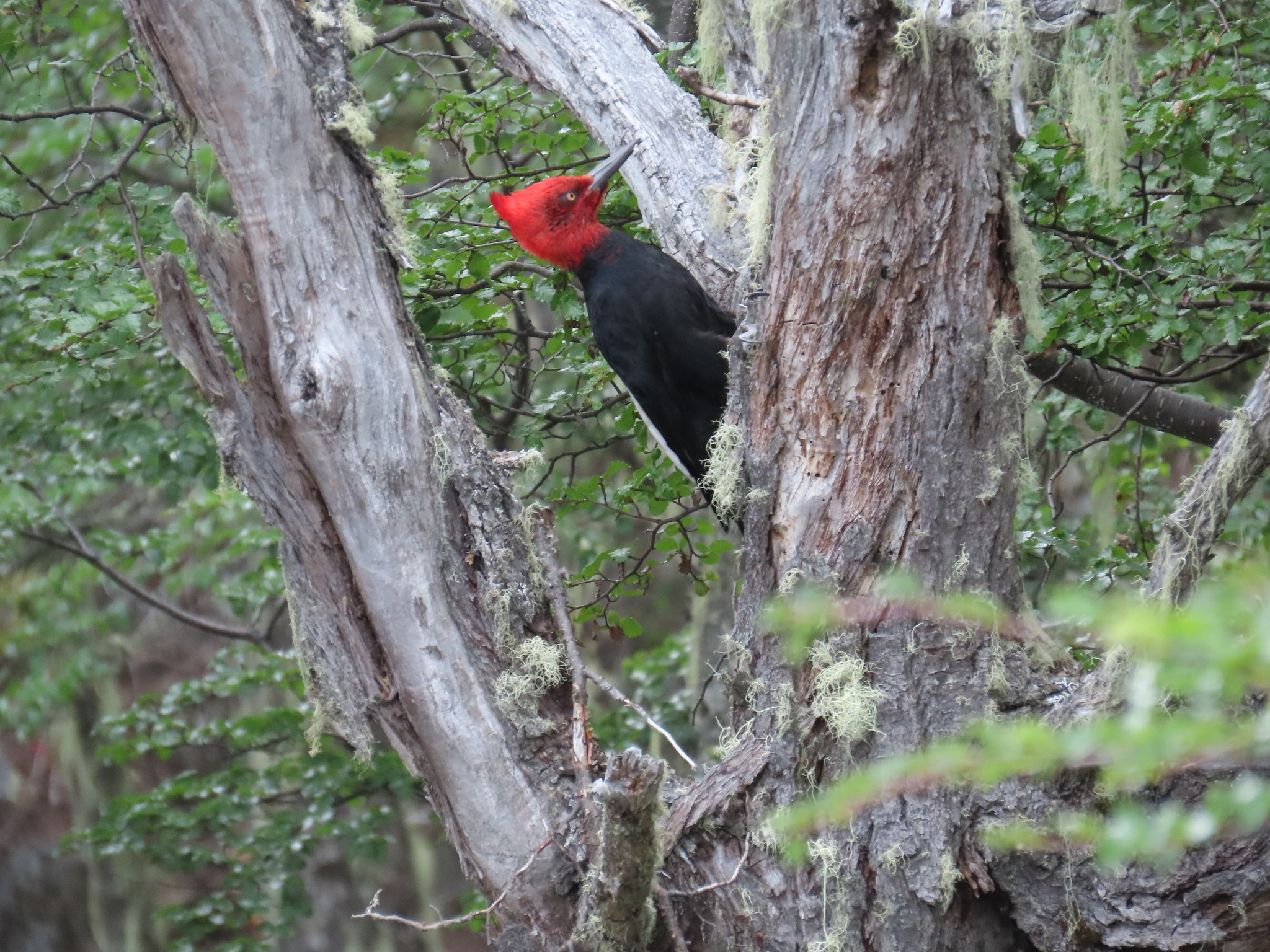 Magellanic Woodpecker illustration