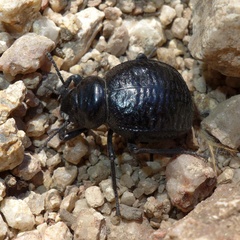 Pimelia undulata
