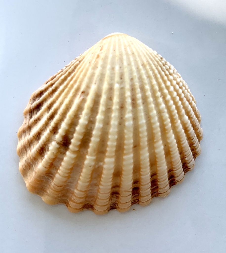 Brooch Clams