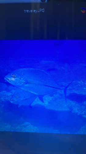 Bluefin Trevally