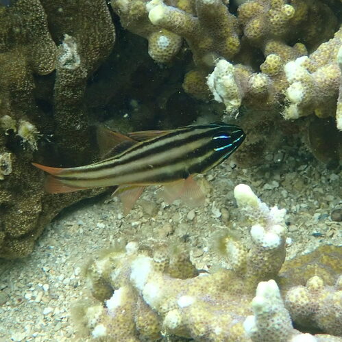 Nine-banded cardinalfish (Ostorhinchus novemfasciatus) — Apogonidae — 4