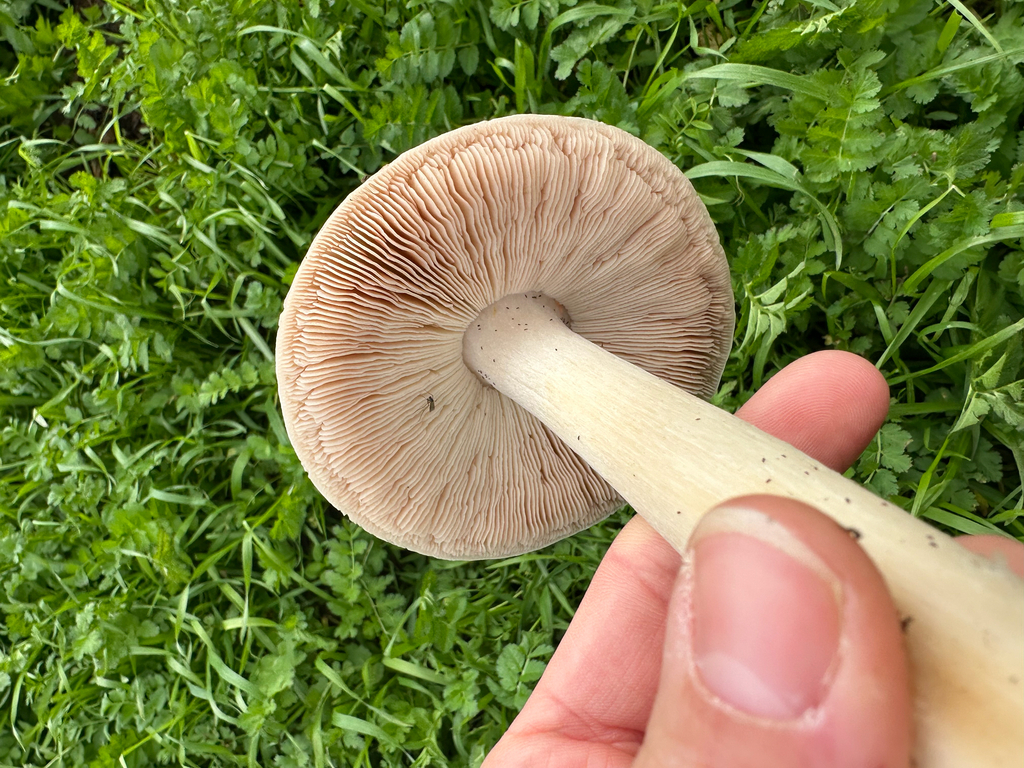 Volvopluteus gloiocephalus · December 2025 · photo: © kcelshoff (iNaturalist, cc-by)