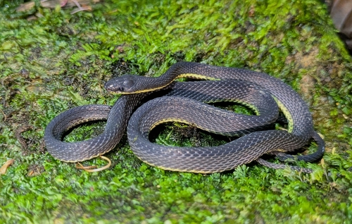 Lasalle's Fishing Snake