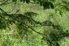 Sporophila morelleti