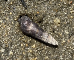 Zeacumantus lutulentus