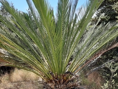 Macrozamia fraseri