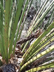 Macrozamia fraseri