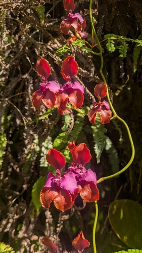 Cyrtochilum orgyale
