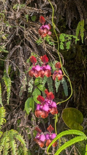 Cyrtochilum orgyale, photograph 2