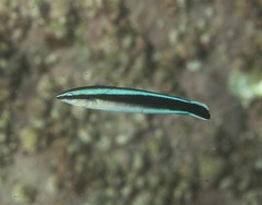 Aspidontus taeniatus