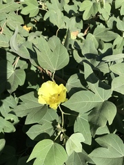 Gossypium tomentosum
