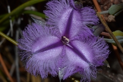 Thysanotus triandrus