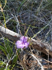 Thysanotus triandrus