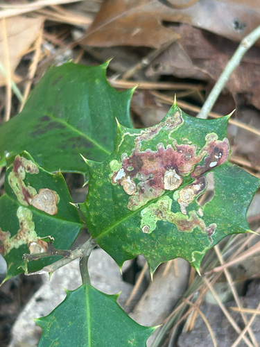 Unknown species found near Great Bay Blvd, Tuckerton, NJ, US