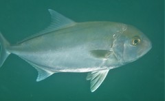 Seriola hippos
