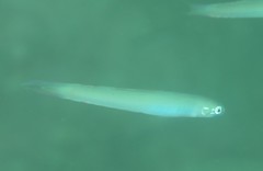 Ptereleotris monoptera