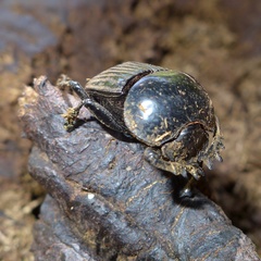 Scarabaeus laticollis