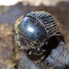 Scarabaeus laticollis