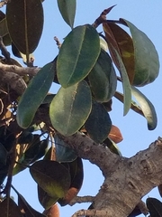 Magnoliopsida