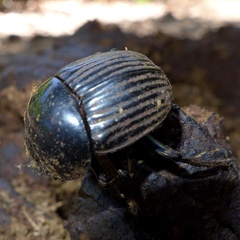 Scarabaeus laticollis