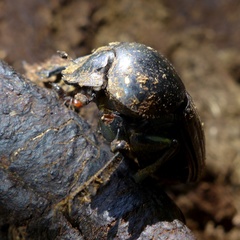 Scarabaeus laticollis