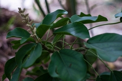 Oreopanax guatemalensis