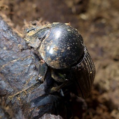 Scarabaeus laticollis