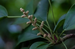 Oreopanax guatemalensis