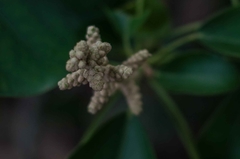 Oreopanax guatemalensis