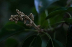 Oreopanax guatemalensis