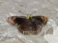 Gorgopas chlorocephala