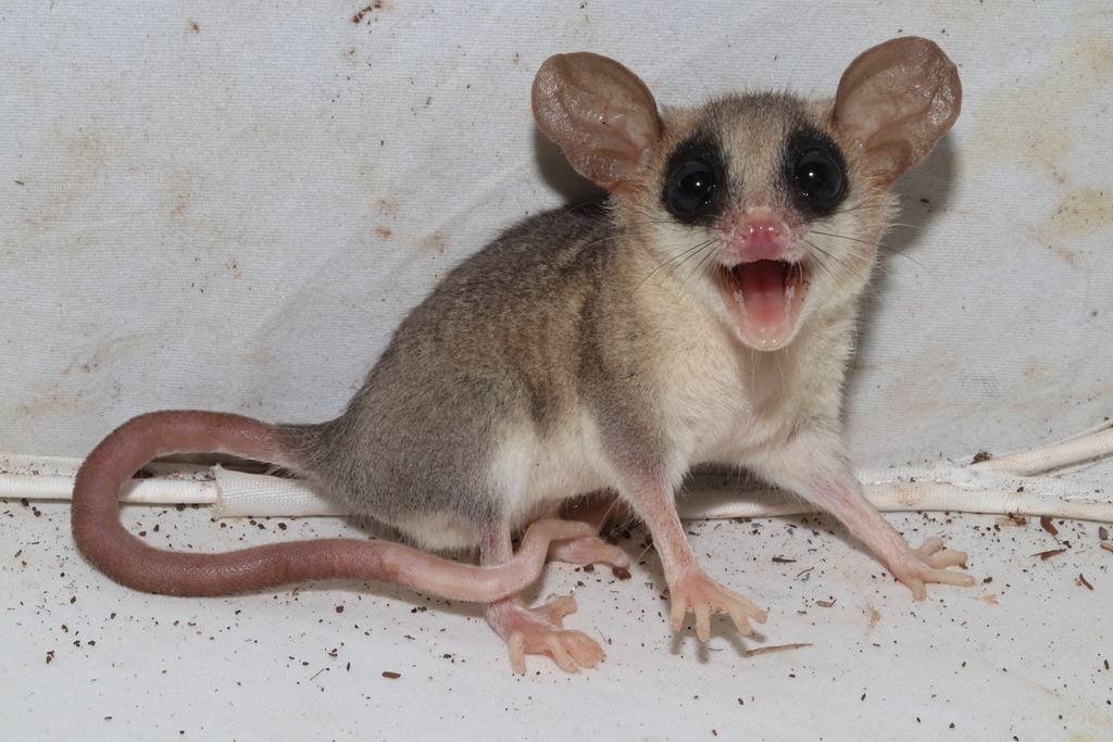Grey Mouse Opossums