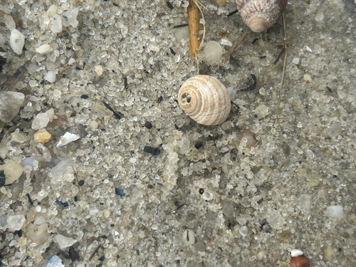 Littorina littorea